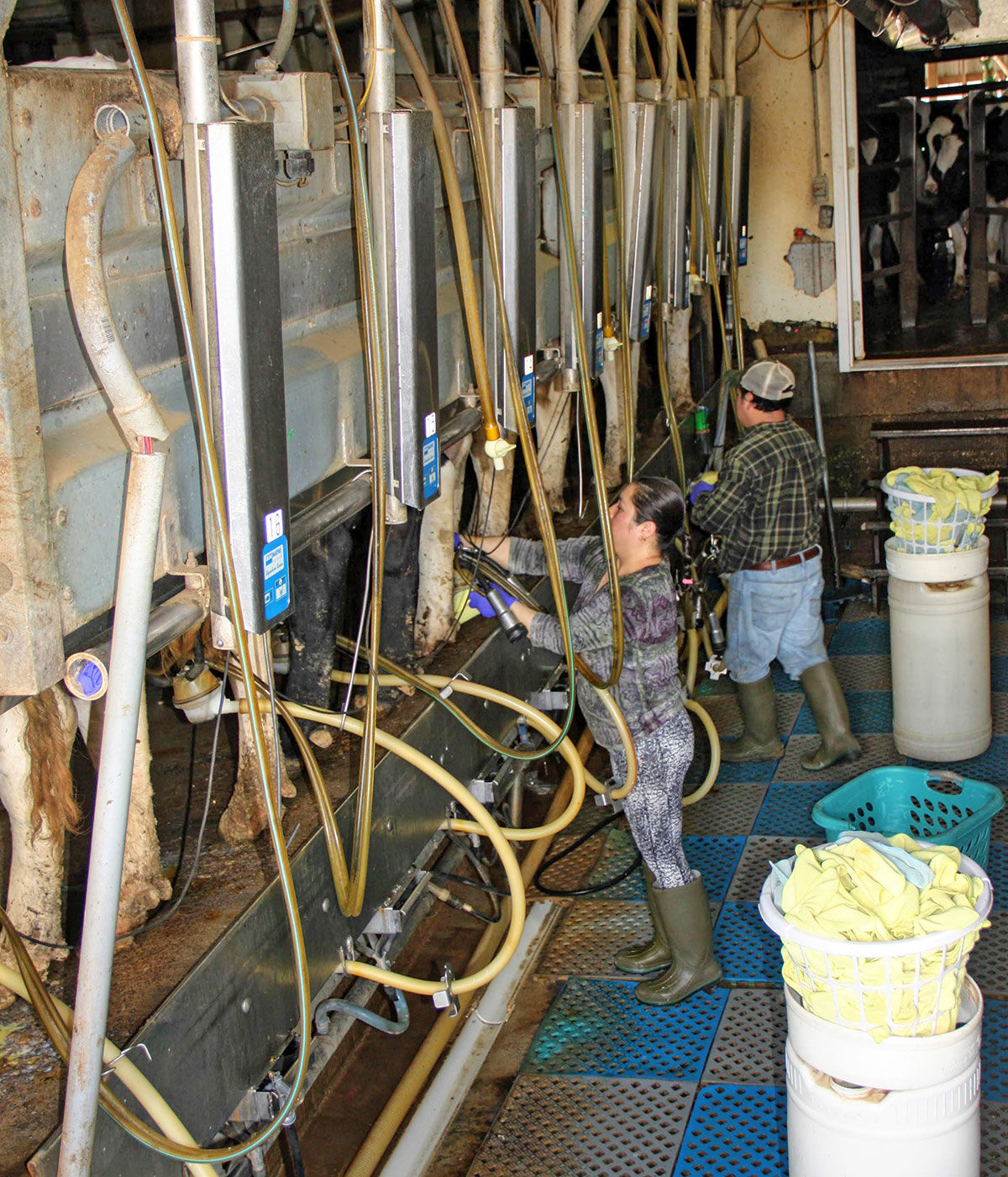 milk 360 cows in a double-eight parallel parlor.
